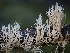  ( - FDS-CA-01497)  @11 [ ] by-nc (2024) Stu Pickell Fungal Diversity Survey