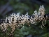  ( - FDS-CA-01497)  @11 [ ] by-nc (2024) Stu Pickell Fungal Diversity Survey