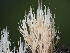  ( - FDS-CA-01497)  @11 [ ] by-nc (2024) Stu Pickell Fungal Diversity Survey