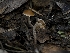  (Conocybe sp. CA12 - FDS-CA-01499)  @11 [ ] by-nc (2024) Stu Pickell Fungal Diversity Survey