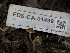  ( - FDS-CA-01499)  @11 [ ] by-nc (2024) Stu Pickell Fungal Diversity Survey
