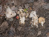  (Helvella sp. CA11 - FDS-CA-03603)  @11 [ ] by-nc (2024) Stu Pickell Fungal Diversity Survey