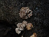  ( - FDS-CA-03602)  @11 [ ] by-nc (2024) Stu Pickell Fungal Diversity Survey
