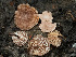  (Micromphale arbuticola - FDS-CA-03602)  @11 [ ] by-nc (2024) Stu Pickell Fungal Diversity Survey