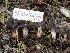  (Helvella sp. CA09 - FDS-CA-01488)  @11 [ ] by-nc (2024) Stu Pickell Fungal Diversity Survey