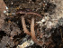  (Gymnopus sp. CA02 - FDS-CA-03601)  @11 [ ] by-nc (2024) Stu Pickell Fungal Diversity Survey