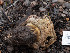 (Tylopilus - FDS-CA-01482)  @11 [ ] by-nc (2024) Stu Pickell Fungal Diversity Survey