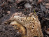  ( - FDS-CA-01482)  @11 [ ] by-nc (2024) Stu Pickell Fungal Diversity Survey