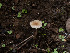  ( - FDS-CA-01474)  @11 [ ] by-nc (2024) Stu Pickell Fungal Diversity Survey
