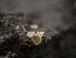  ( - FDS-CA-01468)  @11 [ ] by-nc (2024) Stu Pickell Fungal Diversity Survey