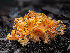  (Ramaria sp. CA06 - FDS-CA-01466)  @11 [ ] by-nc (2024) Stu Pickell Fungal Diversity Survey