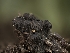  ( - FDS-CA-01451)  @11 [ ] by-nc (2024) Stu Pickell Fungal Diversity Survey