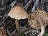  ( - FDS-CA-03613)  @11 [ ] by-nc (2024) Stu Pickell Fungal Diversity Survey