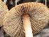  ( - FDS-CA-03613)  @11 [ ] by-nc (2024) Stu Pickell Fungal Diversity Survey