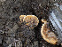  ( - FDS-CA-03607)  @11 [ ] by-nc (2024) Stu Pickell Fungal Diversity Survey