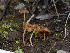  (Conocybe sp. CA13 - FDS-CA-03611)  @11 [ ] by-nc (2024) Stu Pickell Fungal Diversity Survey