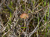  ( - FDS-CA-03611)  @11 [ ] by-nc (2024) Stu Pickell Fungal Diversity Survey