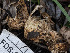  ( - FDS-CA-03606)  @11 [ ] by-nc (2024) Stu Pickell Fungal Diversity Survey