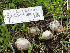  (Bovista sp. CA01 - FDS-CA-01480)  @11 [ ] by-nc (2024) Stu Pickell Fungal Diversity Survey