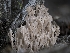  ( - FDS-CA-03614)  @11 [ ] by-nc (2024) Stu Pickell Fungal Diversity Survey