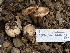  ( - FDS-CA-01446)  @11 [ ] by-nc (2024) Stu Pickell Fungal Diversity Survey