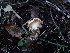  (Cuphophyllus sp. pratensis-CA03 - FDS-CA-03216)  @11 [ ] by (2024) Justin Paulin Fungal Diversity Survey