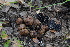  ( - FDS-CA-03427)  @11 [ ] by-nc (2024) Fresno Mycology Society Fungal Diversity Survey