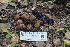  ( - FDS-CA-03427)  @11 [ ] by-nc (2024) Fresno Mycology Society Fungal Diversity Survey
