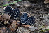  ( - FDS-CA-03427)  @11 [ ] by-nc (2024) Fresno Mycology Society Fungal Diversity Survey