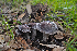  ( - FDS-CA-03428)  @11 [ ] by-nc (2024) Fresno Mycology Society Fungal Diversity Survey