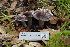  ( - FDS-CA-03428)  @11 [ ] by-nc (2024) Fresno Mycology Society Fungal Diversity Survey