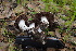  ( - FDS-CA-03428)  @11 [ ] by-nc (2024) Fresno Mycology Society Fungal Diversity Survey