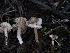  ( - FDS-CA-01404)  @11 [ ] by-nc (2024) Stu Pickell Fungal Diversity Survey