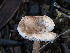  ( - FDS-CA-01404)  @11 [ ] by-nc (2024) Stu Pickell Fungal Diversity Survey