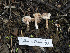  (Lepiota sp. CA01 - FDS-CA-01404)  @11 [ ] by-nc (2024) Stu Pickell Fungal Diversity Survey