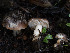  ( - FDS-CA-01405)  @11 [ ] by-nc (2024) Stu Pickell Fungal Diversity Survey