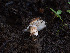  ( - FDS-CA-01405)  @11 [ ] by-nc (2024) Stu Pickell Fungal Diversity Survey