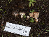  (Hebeloma sp. CA02 - FDS-CA-01405)  @11 [ ] by-nc (2024) Stu Pickell Fungal Diversity Survey