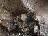  ( - FDS-CA-01550)  @11 [ ] c (2024) Rudy Diaz Fungal Diversity Survey