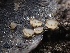  (Trichophaeopsis sp. CA01 - FDS-CA-01550)  @11 [ ] c (2024) Rudy Diaz Fungal Diversity Survey