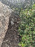  ( - FDS-CA-01550)  @11 [ ] c (2024) Rudy Diaz Fungal Diversity Survey