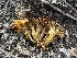  ( - FDS-CA-01554)  @11 [ ] c (2024) Rudy Diaz Fungal Diversity Survey