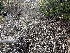  ( - FDS-CA-01554)  @11 [ ] c (2024) Rudy Diaz Fungal Diversity Survey