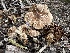  ( - FDS-CA-01560)  @11 [ ] c (2024) Rudy Diaz Fungal Diversity Survey