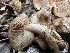  ( - FDS-CA-01560)  @11 [ ] c (2024) Rudy Diaz Fungal Diversity Survey
