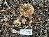 ( - FDS-CA-01560)  @11 [ ] c (2024) Rudy Diaz Fungal Diversity Survey