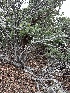  ( - FDS-CA-01557)  @11 [ ] c (2024) Rudy Diaz Fungal Diversity Survey