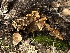  ( - FDS-CA-01553)  @11 [ ] c (2024) Rudy Diaz Fungal Diversity Survey