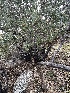  ( - FDS-CA-01553)  @11 [ ] c (2024) Rudy Diaz Fungal Diversity Survey
