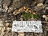  ( - FDS-CA-01553)  @11 [ ] c (2024) Rudy Diaz Fungal Diversity Survey